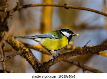 The tit is a beautiful and useful bird
The tit lives in parks and gardens of settlements.
