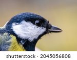 tit bird head macro close-up
