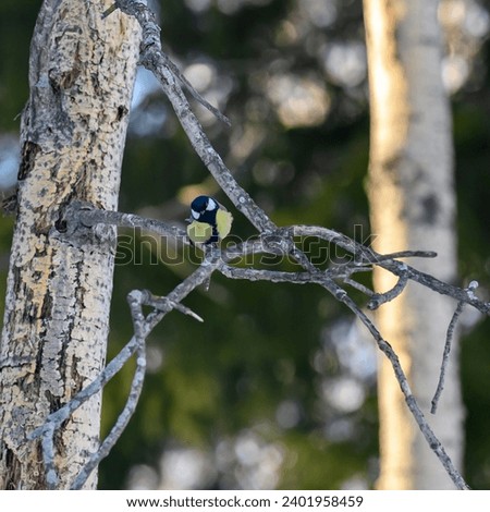 Tit bird in the interweaving of dry branches in the winter forest