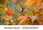 a tit bird sits among colorful maple leaves in an autumn park