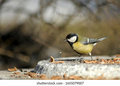 Tit In A City Park