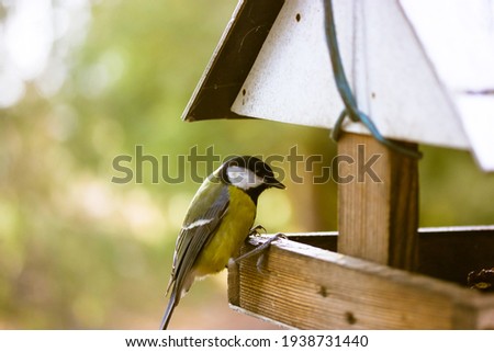A tit eats food from a bird feeder. wooden bird house. Yellow little bird in the park on a sunny day. Protection of nature and the environment concept. Hungry titmouse bird, latin name Parus major.