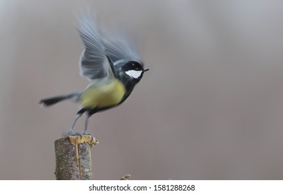 Tit - The First Flap Of The Wings At The Beginning Of The Flight. Blurred Gray Background ...