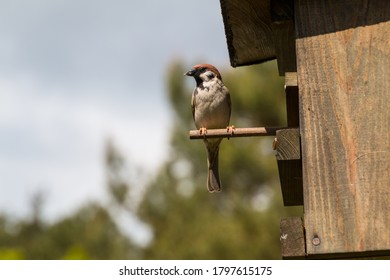 tit on perch in front of the entrance to a birdhouse - Powered by Shutterstock