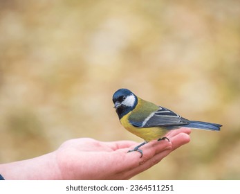 A tit sits on a man's hand and eats seeds. Taking care of birds. - Shutterstock ID 2364511251