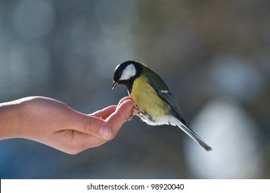 The Tit Sits On One's Hand. People Feed The Bird.