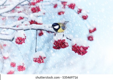 Tit sitting on a branch of rowan in the snow. Winter background