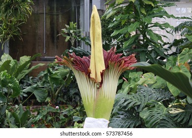 Titan Arum, Corpse Flower Bloom