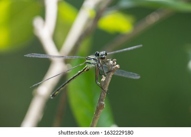 Titan (Philoganga Sp). Damselfly, Dragonfly, Odonate, Insect. Taken At Nanling, Guangdong Province, South China.