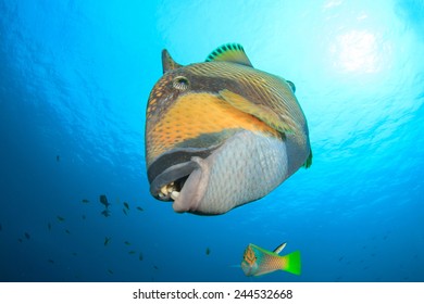 Titan Triggerfish