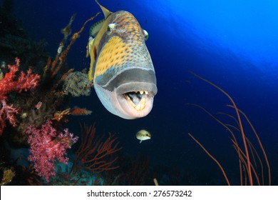 Titan Triggerfish