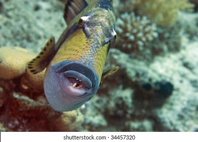 Titan Triggerfish