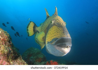 Titan Triggerfish