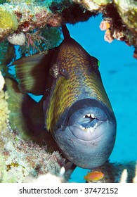 Titan Triggerfish