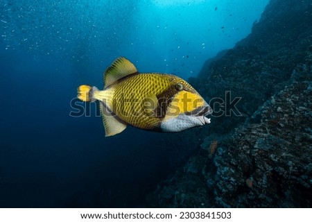 Titan triggerfish, Giant triggerfish or Moustache triggerfish (Balistoides viridescens) swimming in Andaman Sea, Thailand.