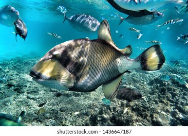 Titan Triggerfish Giant Triggerfish Moustache Triggerfish Stock Photo ...