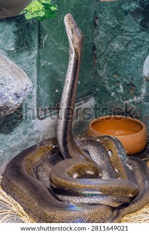 A Titanium Reticulated Python, a striking color morph known for its pale silver-grey body and reduced pattern.