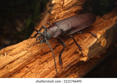 Titanus giganteus, the Titan beetle, the largest beetle of the world, Prioninae, Prionid beetle, Cerambycidae, monster insects, on hand, detail, rainforest, monster beast, insects, Coleoptera.