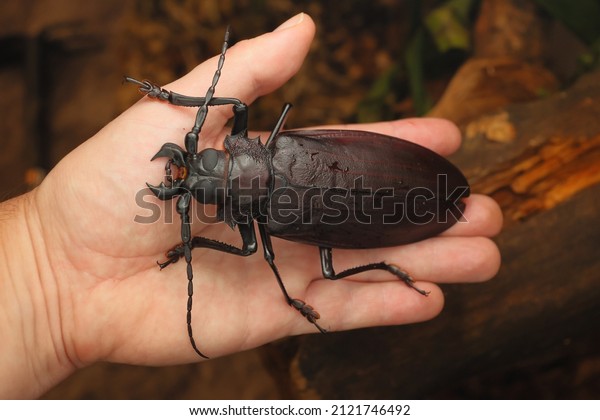 Titanus giganteus, the Titan beetle, the\
largest beetle of the world, Prioninae, Prionid beetle,\
Cerambycidae, monster insects, on hand, detail, rainforest, monster\
beast, insects,\
Coleoptera.
