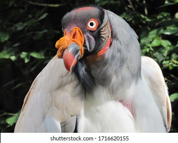 Titel: The king vulture (Sarcoramphus papa) is a large bird found in Central and South America. It is a member of the New World vulture family Cathartidae.