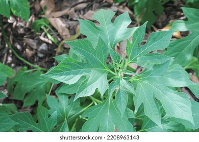 1,081 Insulin Plant Images, Stock Photos & Vectors | Shutterstock