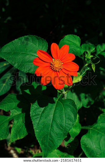 Tithonia rotundifolia flower, red\
sunflower or Mexican sunflower or fiesta del sol. Tithonia\
rotundifolia orange blossom blooms in the sun. Noise or film\
grain