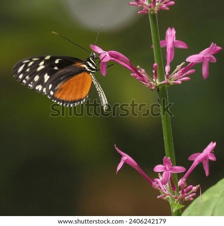 Tithorea Butterfly, A genus of Neotropical butterflies belonging to the Nymphalidae family