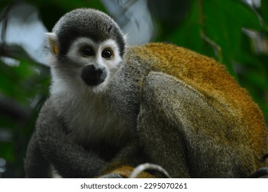 Titi monkey in Amazonia, Napo, Ecuador