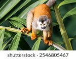 Titi Monkey in Costa Rica