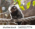 titi monkey in a zoo leaning on a rope looking