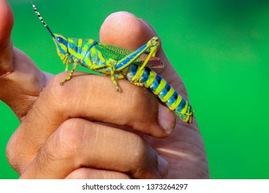 Titighodo High Res Stock Images Shutterstock Grasshoppers in india be like.⁣ ⁣ it's called an aak grasshopper (poekilocerus pictus), locally… https www shutterstock com image photo titighodo hand 1373264297