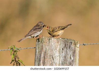 Titlark (antus Pratensis) Feeding The Junior With A Cricket