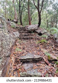 Title: Australian Bush Walking Track In The Rain Surrounded By Eucalypt Forest

