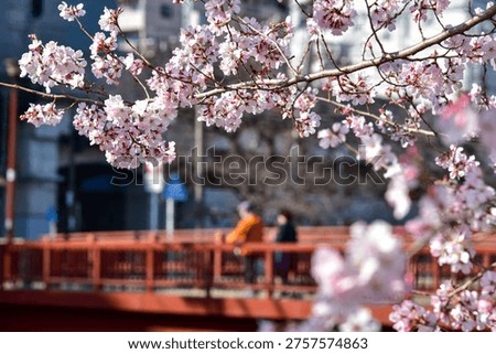 Title: Cherry blossoms in full bloom over a red bridge in Yokohama.
Date and Time: 2026.03.23
Location: Yokohama, Kanagawa, Japan