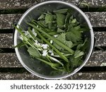 Title	
Close up of nutritious foraged edible organic green plants flowers harvest home allotment garden wild garlic, nettles, spinach, chard in metal colander flat lay background wood background