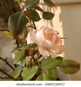 Title: Delicate Pink Rose in Sunlit Garden

Description: A beautifully captured image of a delicate pink rose in full bloom, basking in the warm sunlight.  - Powered by Shutterstock