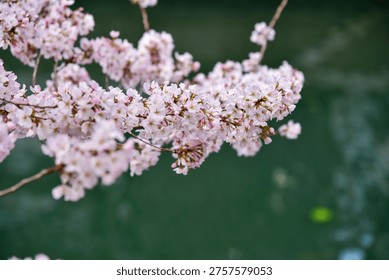 Title: Delicate spring cherry blossoms by a river in Yokohama.
Date and Time: 2026.03.23
Location: Yokohama, Kanagawa, Japan