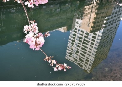 Title: Delicate spring cherry blossoms by a river in Yokohama.
Date and Time: 2026.03.23
Location: Yokohama, Kanagawa, Japan