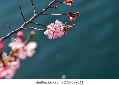 Title: Delicate spring cherry blossoms by a river in Yokohama.
Date and Time: 2026.03.23
Location: Yokohama, Kanagawa, Japan