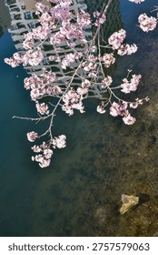 Title: Delicate spring cherry blossoms by a river in Yokohama.
Date and Time: 2026.03.23
Location: Yokohama, Kanagawa, Japan