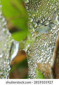 Title: Dense Tiny Dew Drops on Spider Web with Green Leaf Background
Description: Extreme macro of spider web covered with dense tiny dew drops and water droplets. Green leaf visible through web holes with blurred bright green natural background. Perfect for fresh nature texture, organic pattern and vibrant green abstract background.