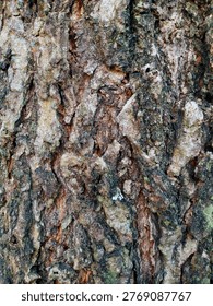 Title: The Intricate Texture of Tree Bark

Description: This close-up image of tree bark reveals a fascinating interplay of textures and colors. The rough, rugged surface showcases deep grooves and fissures, highlighting the natural aging process of the wood. Earthy tones of brown and gray intermingle, offering a glimpse into the rich history of the tree. This detailed view invites appreciation for the complexity and beauty found in nature's designs, reminding us of the resilience and endurance of life in its many forms.