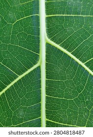 Title: Macro Shot of Leaf Midrib and Veins

Description: A detailed macro photograph focusing on the prominent, thick light-green midrib center vein of a leaf, showing the secondary veins branching off into a dense, dark green network of smaller veins. Taken in Malang, Indonesia, on 1 July 2026.