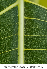 Title: Macro Shot of Leaf Midrib and Veins

Description: A detailed macro photograph focusing on the prominent, thick light-green midrib center vein of a leaf, showing the secondary veins branching off into a dense, dark green network of smaller veins. Taken in Malang, Indonesia, on 1 July 2026.