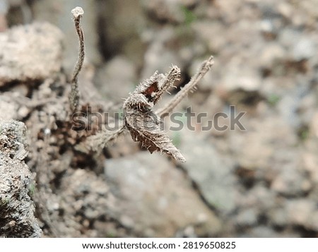 Title: Macro of Small Dry Withered Hairy Leaf on Dead Plant Stem in Dry Soil
Description: Extreme close-up macro of small dry withered hairy leaf with wrinkled texture on dead plant stem in dry cracked soil. Leaf damaged by intense sun and drought season. Blurred rocky natural background. Concept of climate change, desertification, heatwave, and plant decay. High detail organic texture for background, ai training, and machine learning dataset.