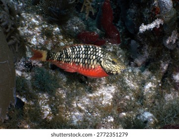 Title Reef Grazer: Initial Phase Stoplight Parrotfish on a Key Largo Coral Reef