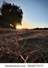 Title:
Sun setting behind a tree in a harvested countryside field

Description:
The sun sets low behind a silhouetted tree at the edge of a harvested field, with dry stalks and stubble covering the ground under a clear evening sky.
