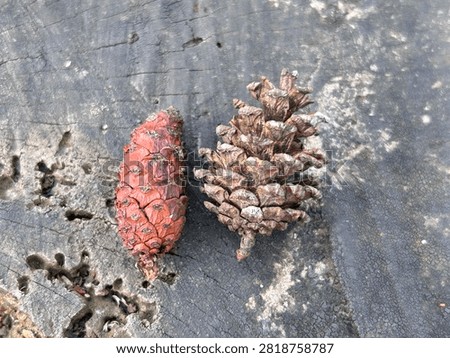 Title: Two Different Pine Cones on Weathered Wood Surface Description: Close-up shot of two contrasting pine cones placed side by side on rough, weathered wooden background. One cone has vibrant reddish-brown tightly closed scales, while the other features dry, open brown scales with natural texture. Perfect for nature, forestry, or rustic design themes.
