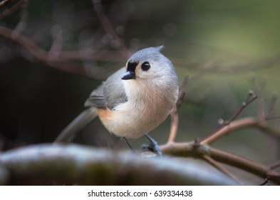 Titmouse