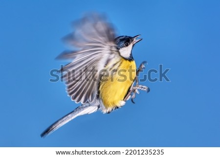 Titmouse in flight close up.